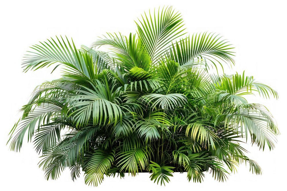 Lush tropical green palm leaves