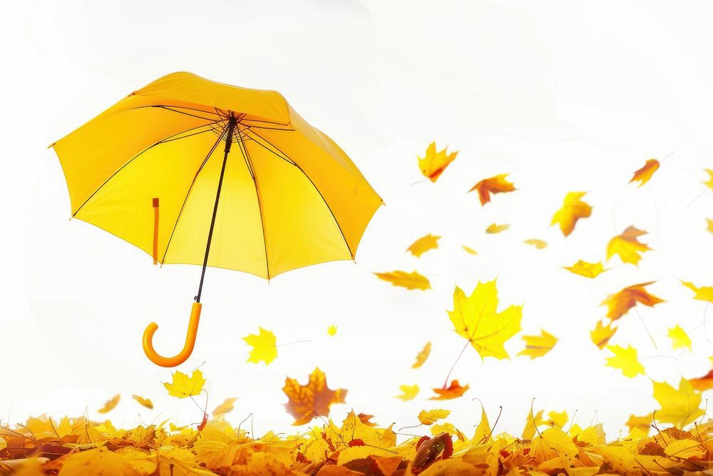 Yellow umbrella autumn leaves falling