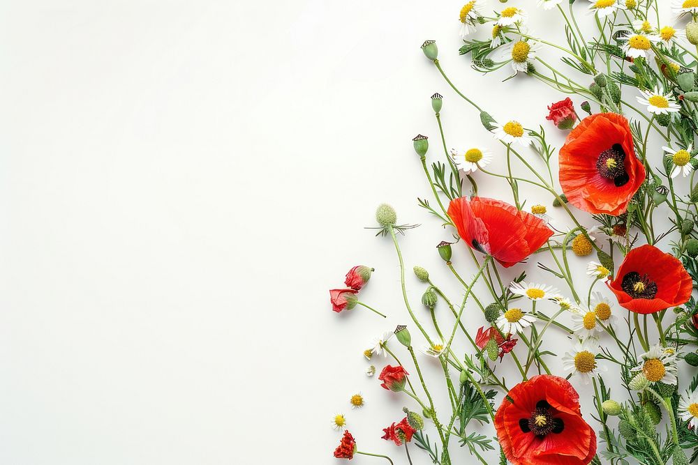 Vibrant wildflowers on white background