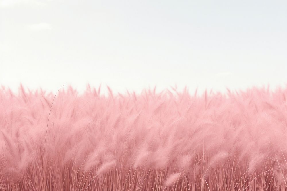 Serene pink wheat field landscape | Free Photo - rawpixel