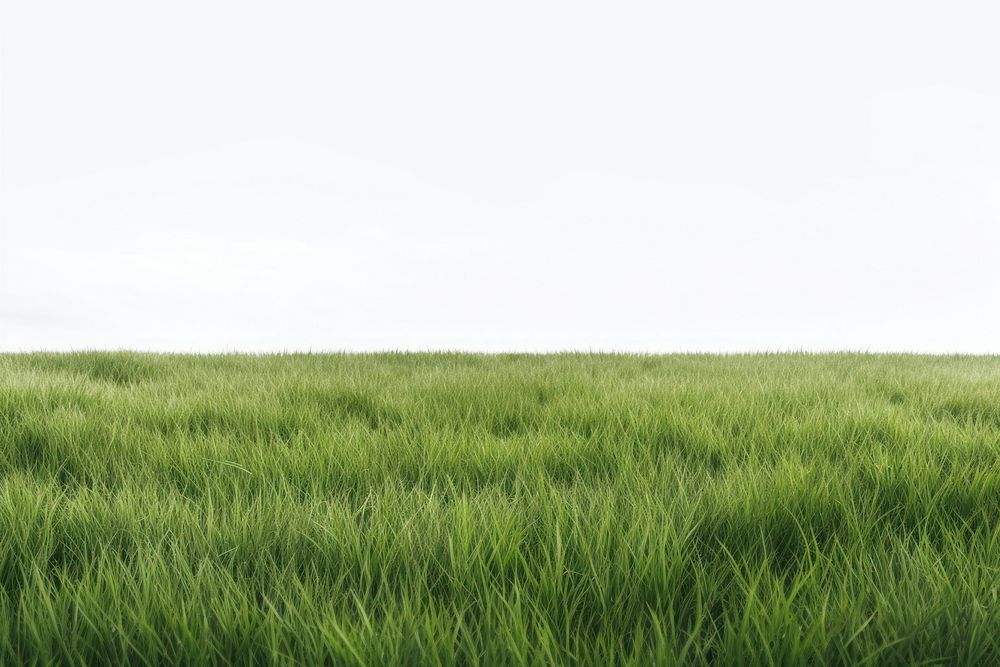 Lush green grass field landscape