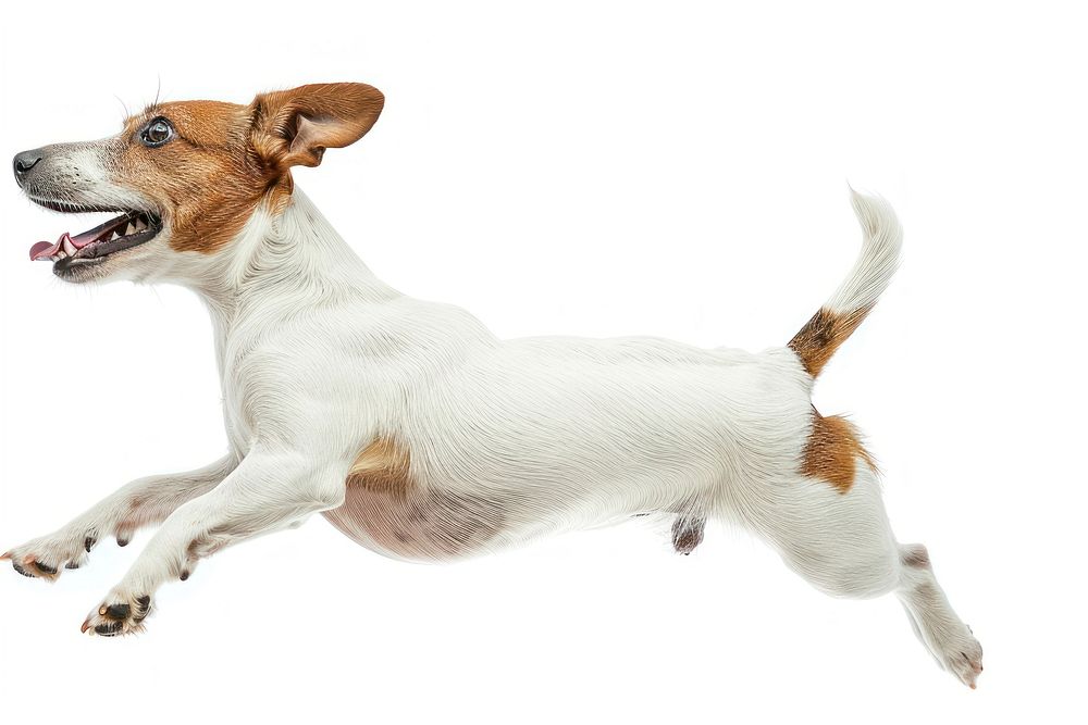 Energetic Jack Russell Terrier leaping