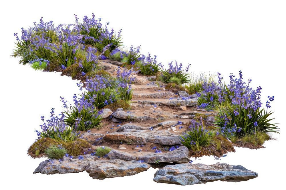 Rocky path with blooming flowers