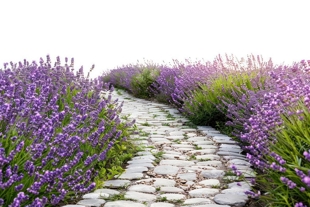 Lavender path serene nature landscape