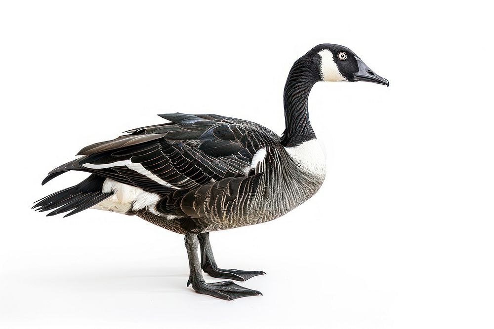 Elegant Canada goose isolated.