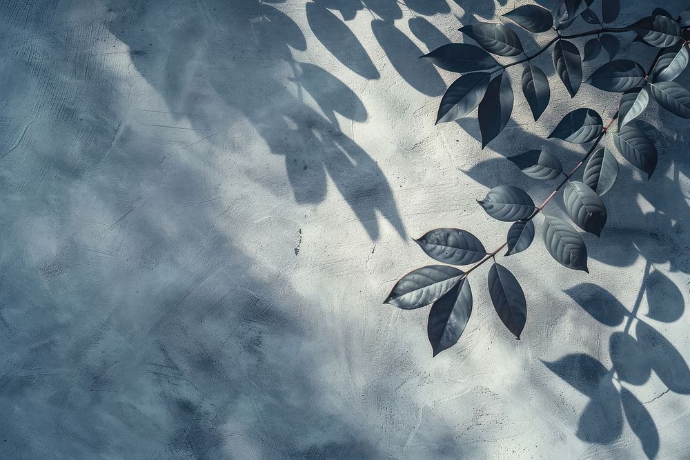 Shadowy leaves on textured wall