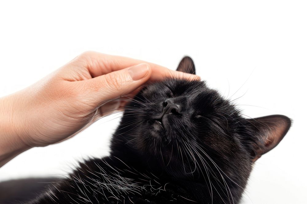 Black cat enjoys gentle petting.