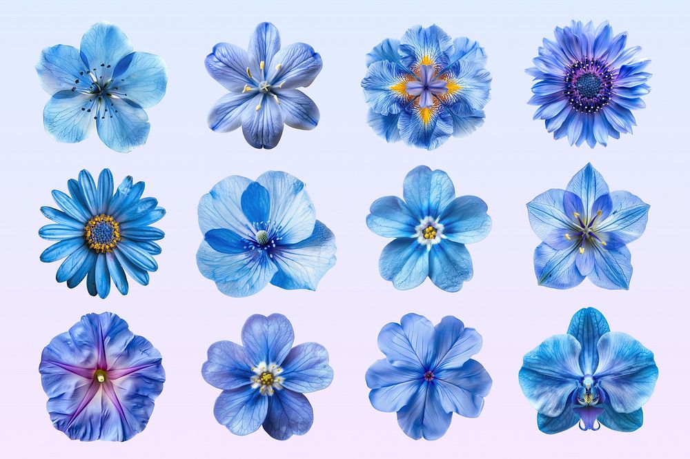 blue flower design element set