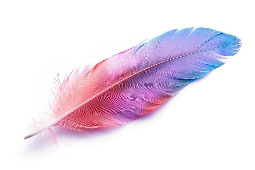 Colorful feather on white background