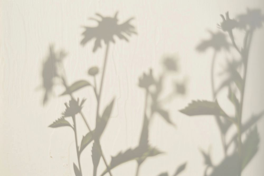 Shadows of wildflowers on wall