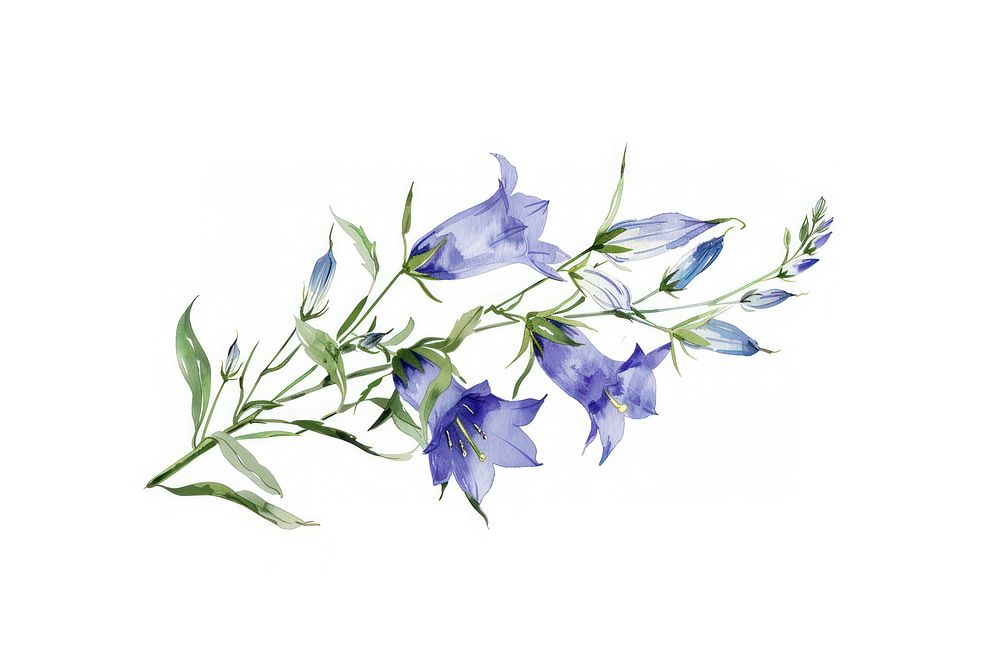 Delicate watercolor bluebell flowers