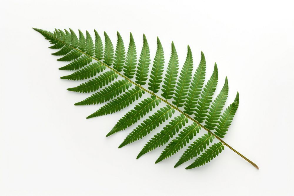 Fern frond leaf plant. | Free Photo - rawpixel