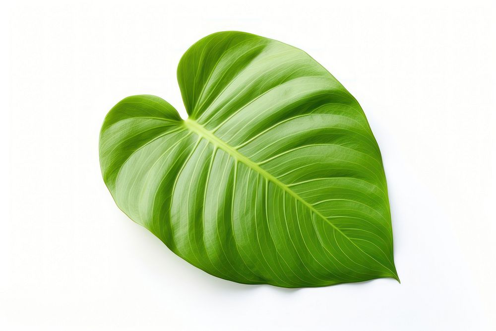 Philodendron rubum leaf blossom flower plant.