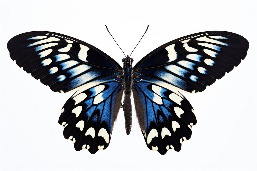 Vibrant blue butterfly wings