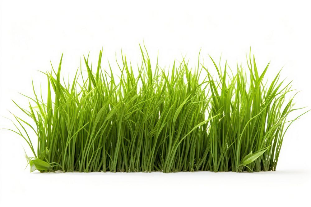 Lush green grass blades isolated