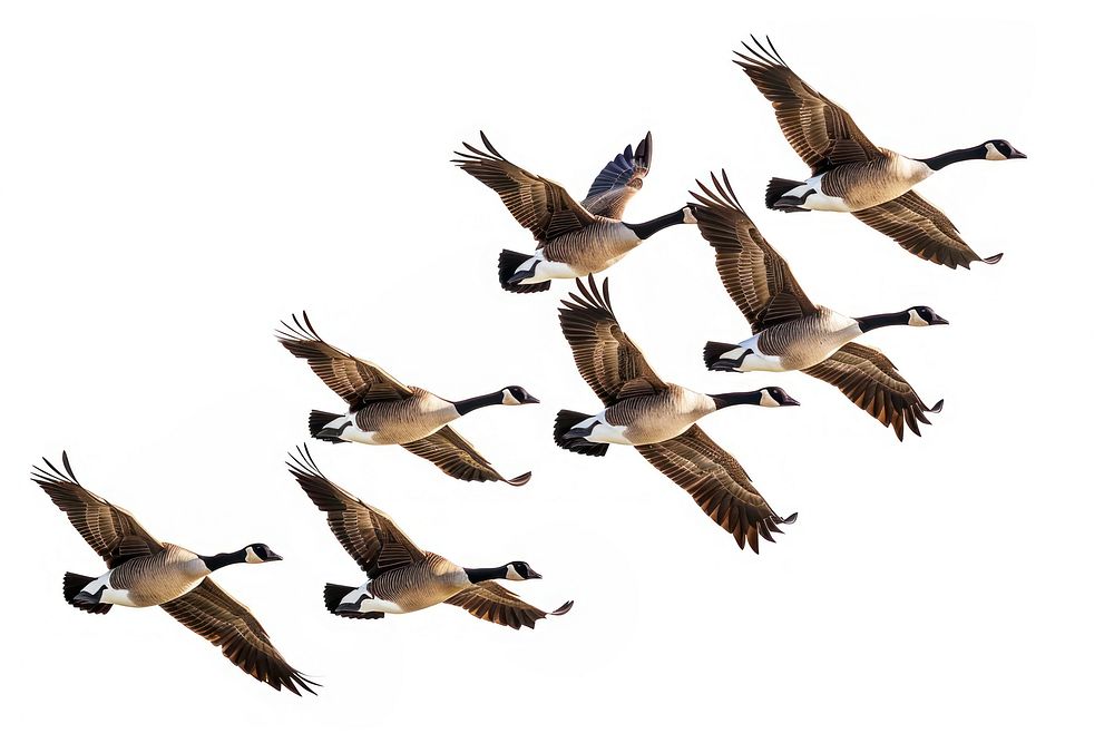 Geese flying in formation