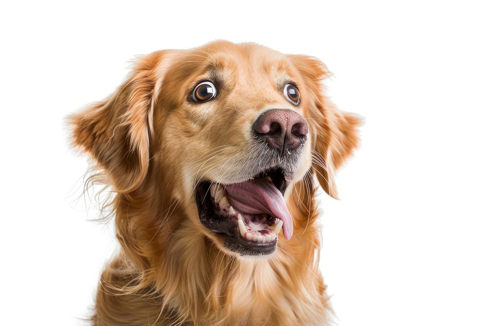 Photo of shocked Golden retriever golden retriever animal canine.