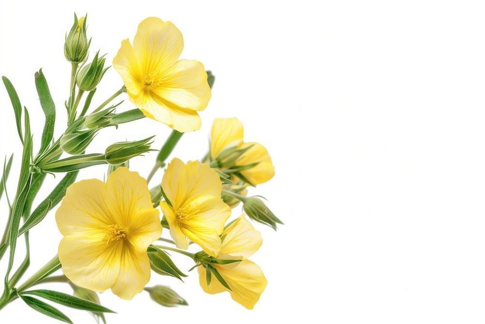 Bright yellow flowers on white