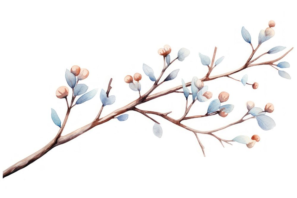 Winter tree branch watercolor illustrated blossom drawing.