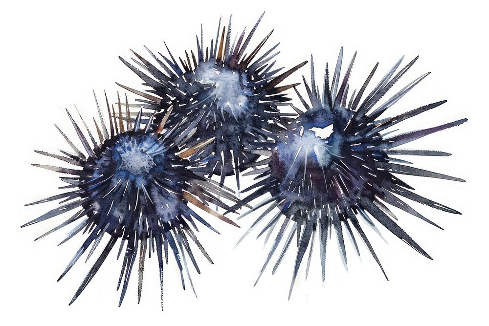 Watercolor sea urchin illustration