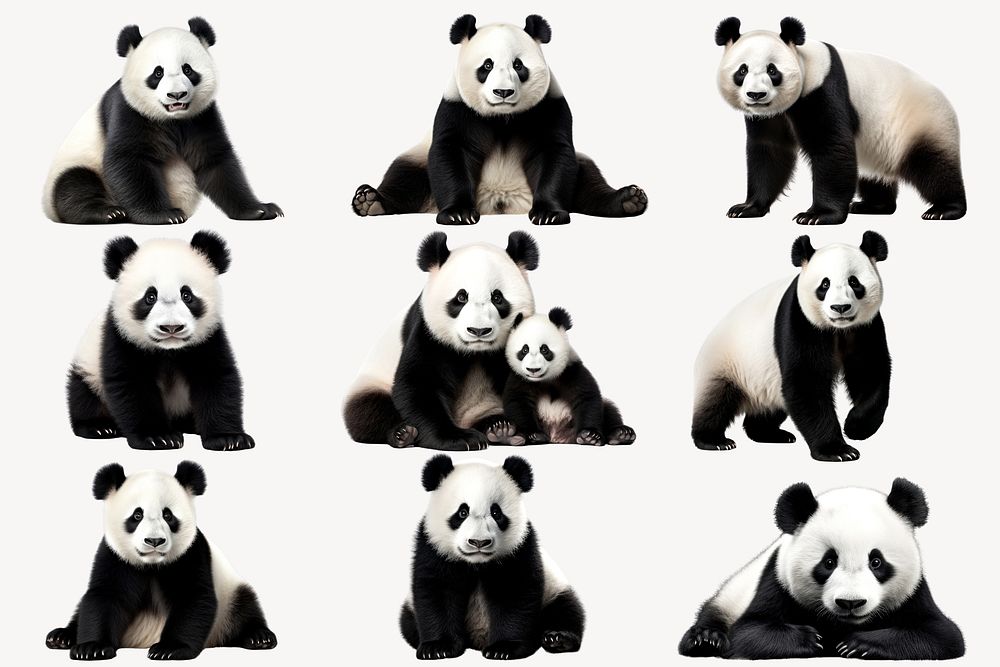 Panda wild animal design element set