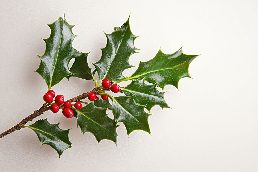 Holly branch with red berries