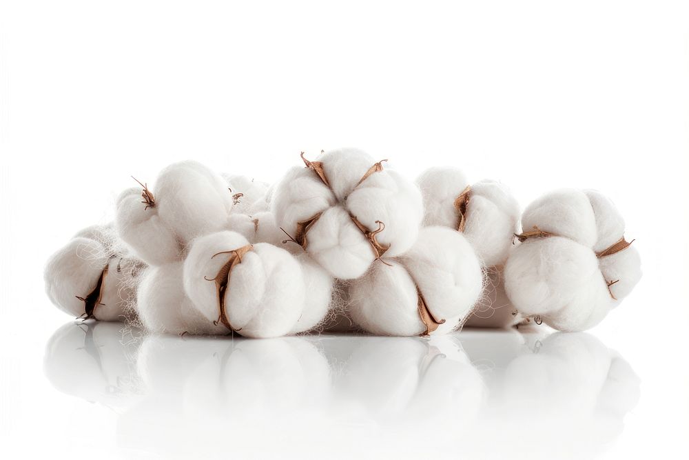 Soft white cotton bolls isolated