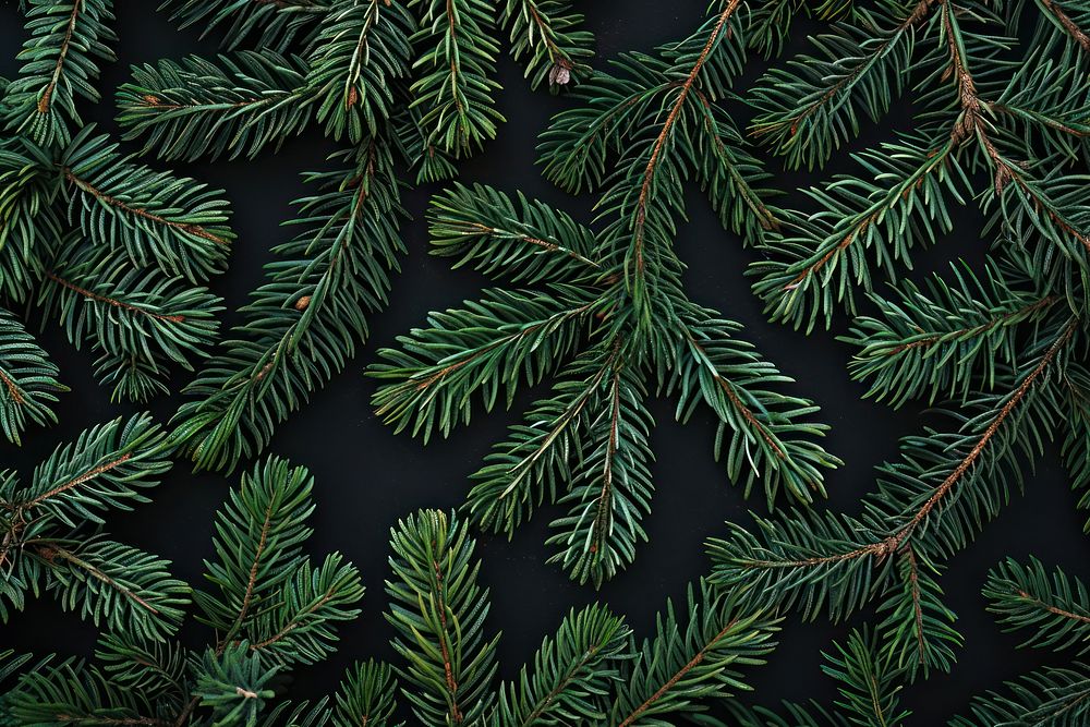 Lush evergreen pine branches background