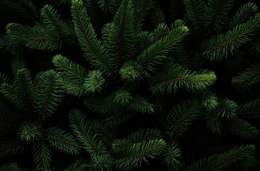 Lush evergreen foliage, dark background