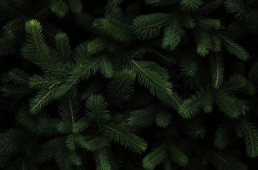 Lush evergreen pine tree branches