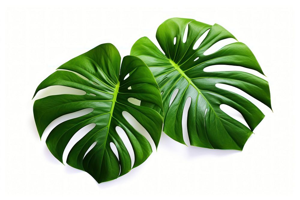 Tropical monstera leaves vibrant green