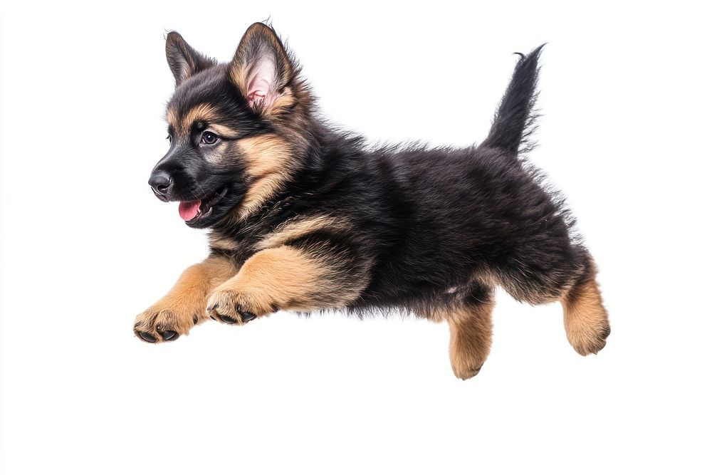 German shepherd puppy animal canine mammal.