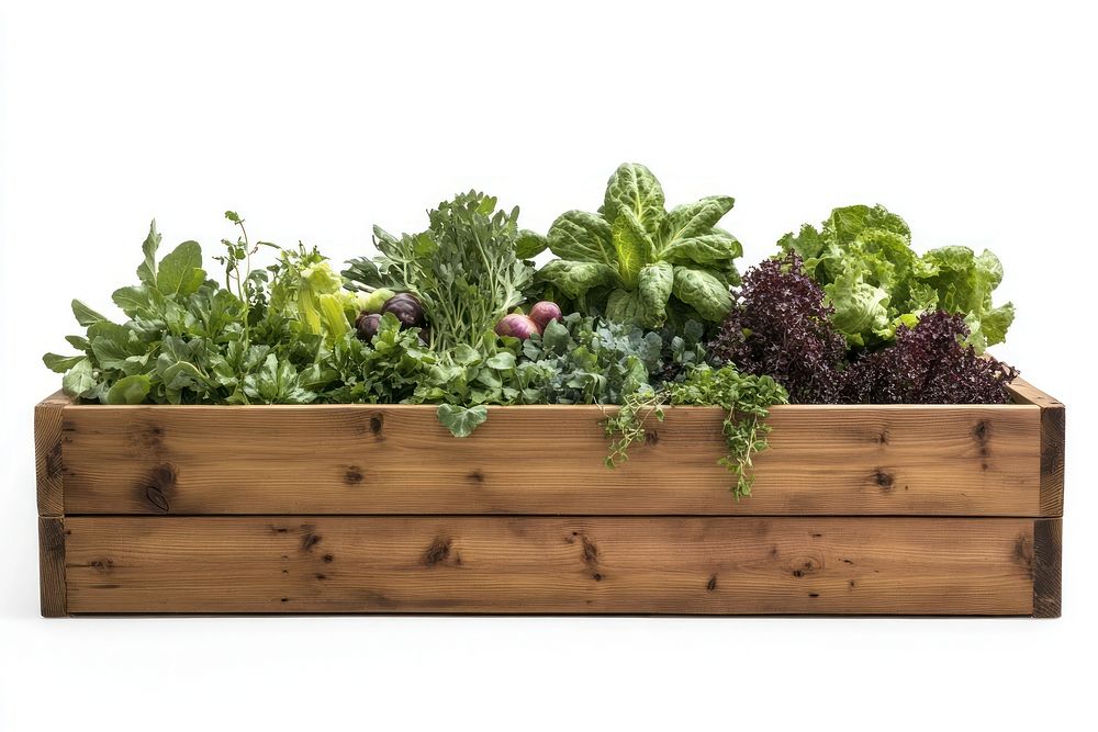 Wooden raised bed filled with various vegetables and herbs planter produce sustainable.