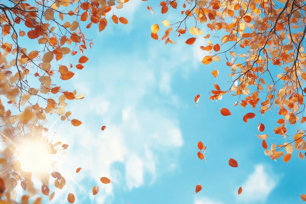 Falling autumn leaves leaf sky outdoors.