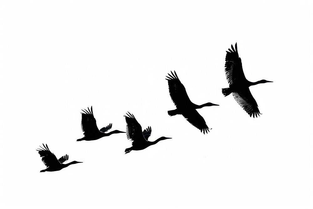 Birds flying silhouette background photography waterfowl.