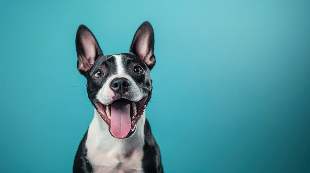 Crazy surprised dog bulldog animal canine.