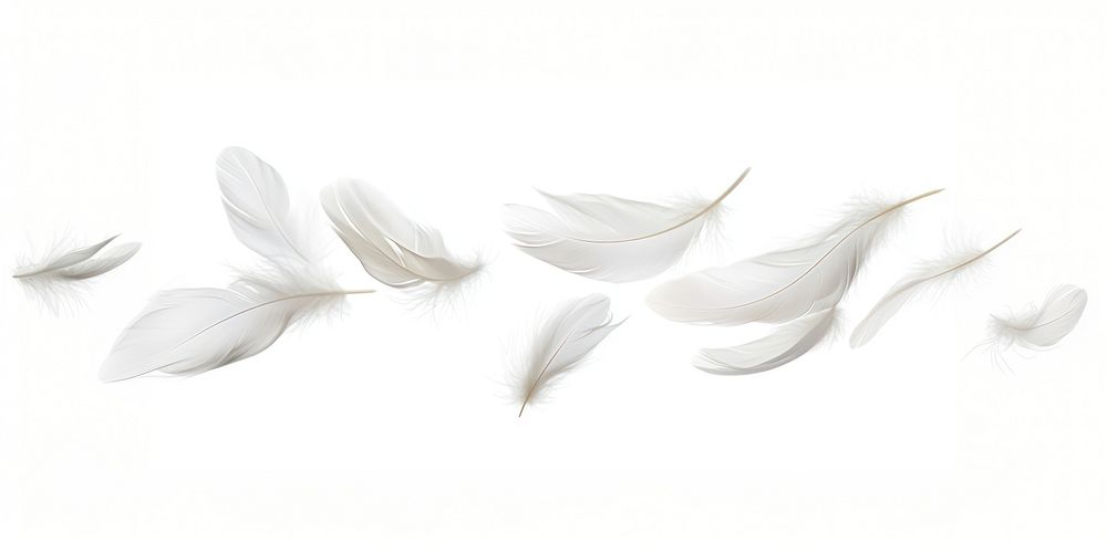 Real white feathers border floating art illustration.