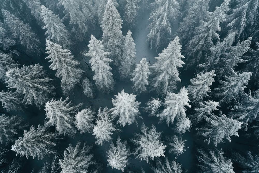 Snow covered evergreen trees after a winter blizzard nature forest snow-covered.