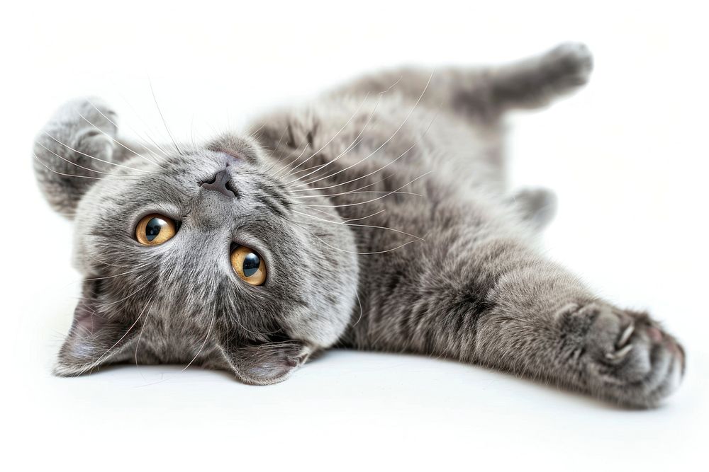 Playful gray cat lying down