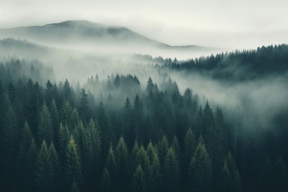 Foggy forest landscape nature trees mist.