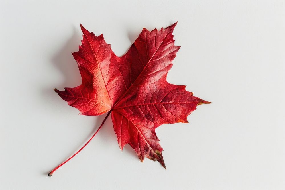 Red maple leaf background white red.