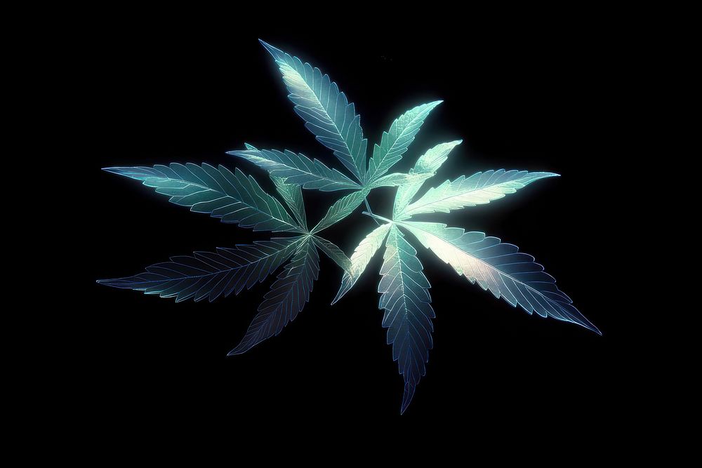 Cannabis background leaves black.