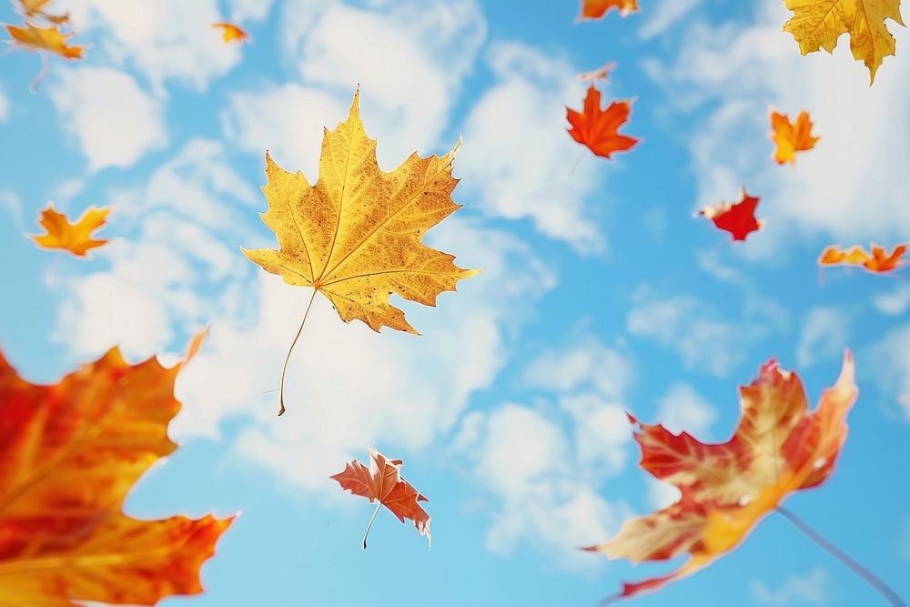 Falling autumn yellow and red maple leaves leaf plant tree.