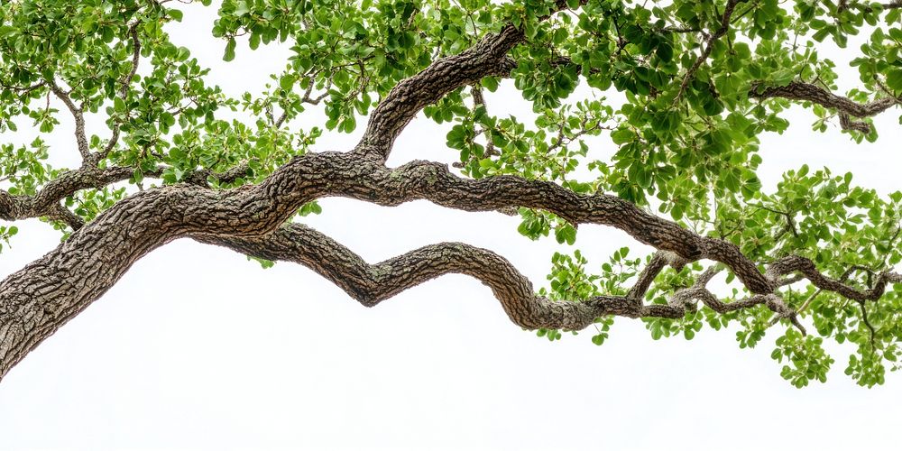 Real oak tree branch leaves leaf environment.