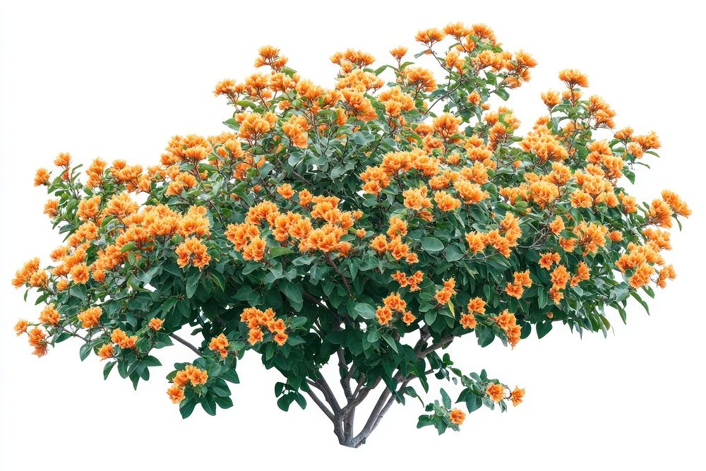 Real orange flower bushes flowers plant orange flowers.