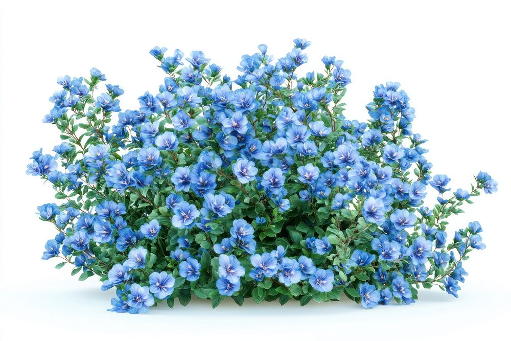 Light blue flower bushes flowers plant blue flowers.