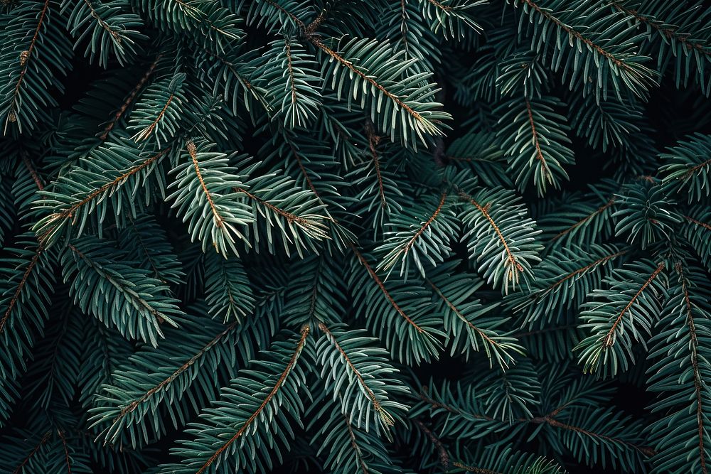 Fir tree branches fir background evergreen.