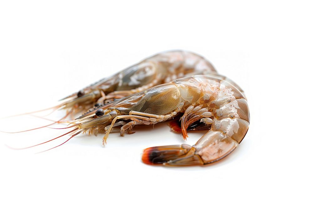 2 real raw shrimp background seafood white.