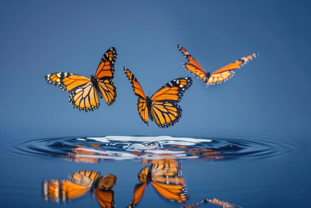 Vibrant monarch butterflies over water