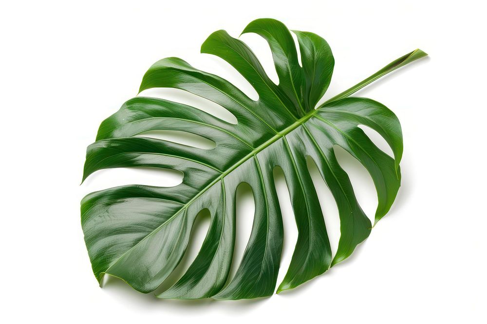 Tropical monstera leaf on white